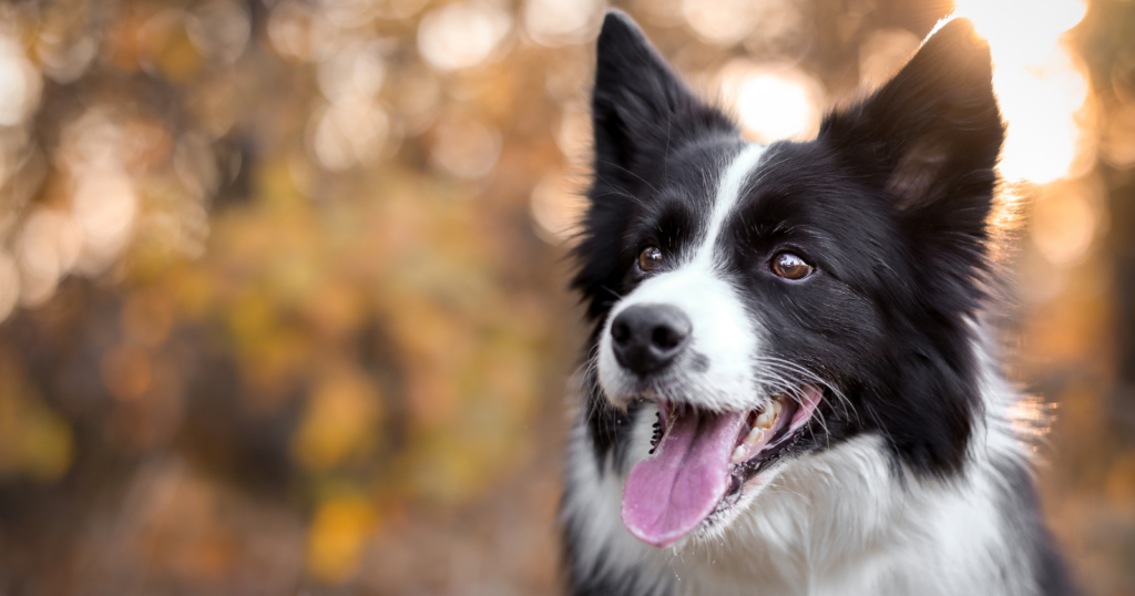 10 dog breeds that take loyalty and emotional closeness to the next level
