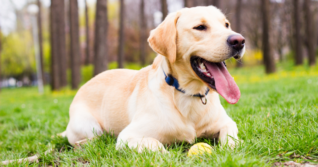 10 of the most comforting dog breeds for people with anxious personalities