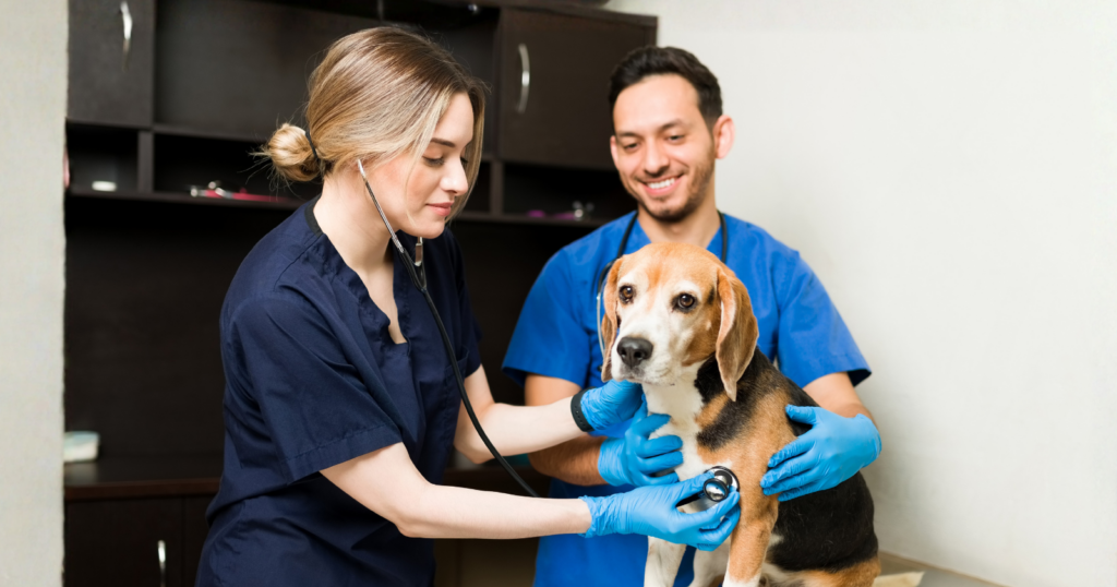 Veterinarians can tell if a pet is truly loved or just owned—here are 7 signs they notice right away
