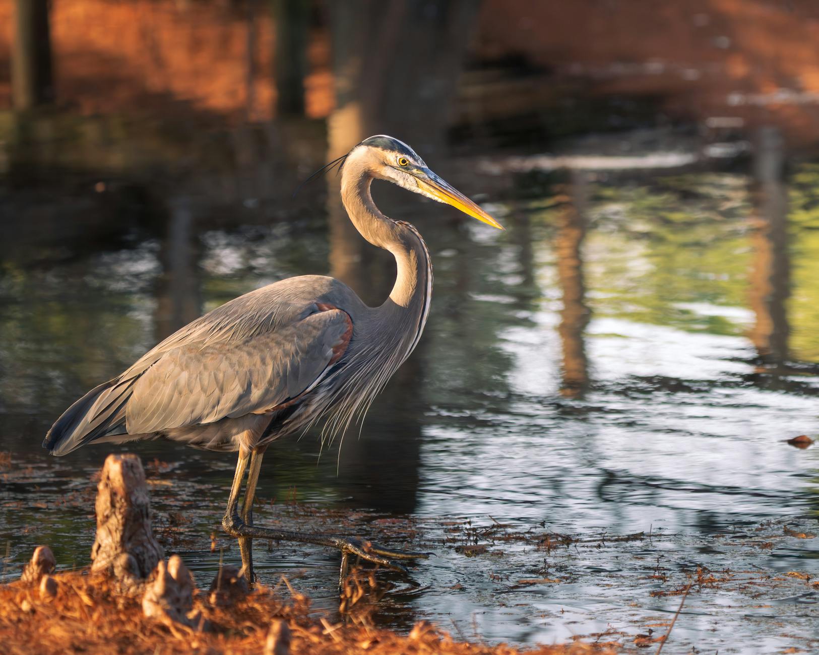 heron standing still pond