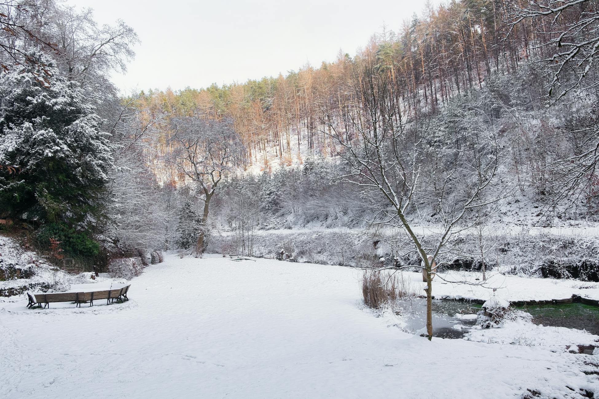 A peaceful winter scene with snow-covered trees, a bench, and a serene forest backdrop.