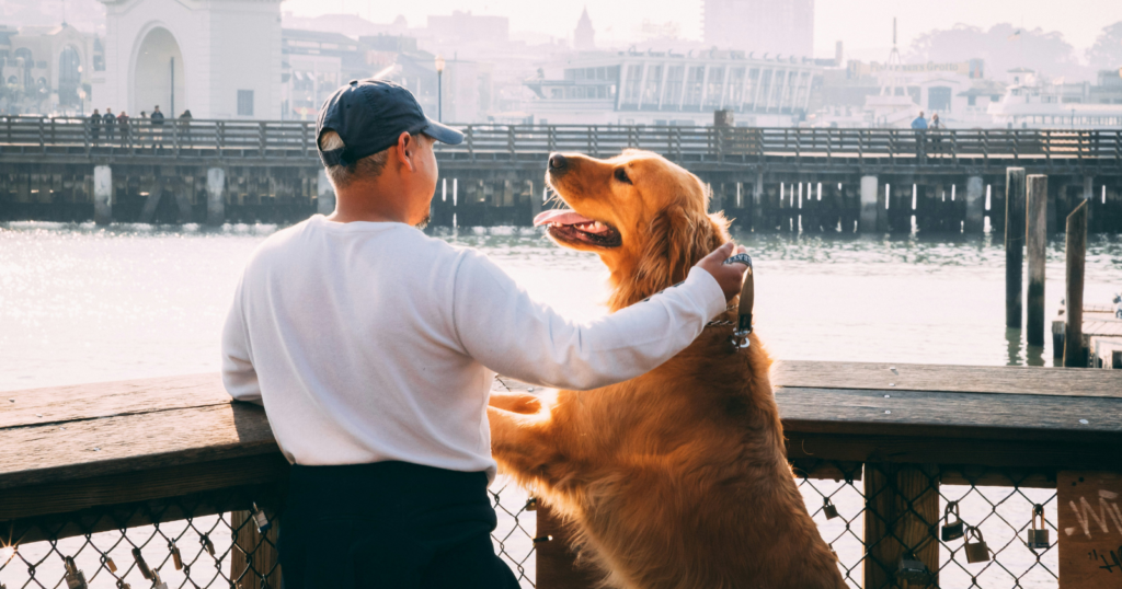 Harvard researchers had 166 undergraduates rate their own pets on qualities like thoughtful, considerate and sympathetic, and the students who felt most chronically disconnected from other people scored their pets meaningfully higher on exactly those three traits, and no others.